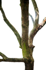 trunk of a tree isolated on white