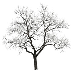 Obraz premium Leafless tree with intricate branches isolated on a white background 