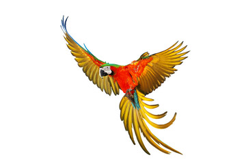 Fototapeta premium Colorful flying Harlequin Macaw parrot isolated on transparent background png file