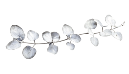 Delicate silver eucalyptus branch, studio shot
