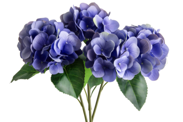 blue hyacinth isolated on white, PNG files, transparent background