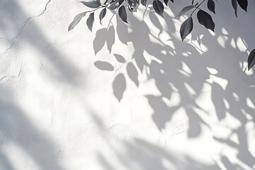 White wall with shadow of tree branches. White wall with shadow of tree branches.