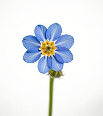Fototapeta premium blue flower on white background