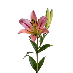 Pink Lily Isolated on Black
