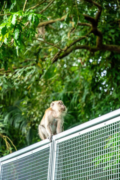 Macaque at the Mandai Boardwalk in Singapore