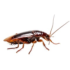 Cockroach isolated on white background