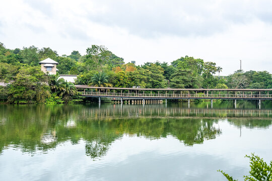The views along the Mandai Boardwalk in Singapore 