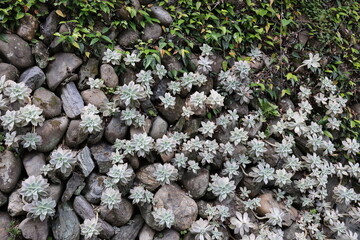 岩に群生する植物の朧月