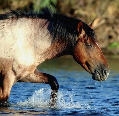 Wild Stallion in Salt River 