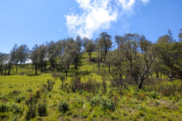 Fototapeta premium Beautiful natural scenery in Mount Lawu area which is located on the border of Central Java and East Java provinces, Indonesia.