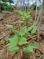 Growth of long bean plants in plantations