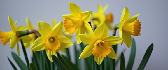 Obraz premium Close-up of Vibrant Yellow Daffodil Flowers with Green Leaves