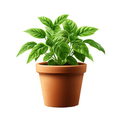 A green tree growing in a pot isolate on transparent background