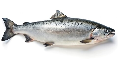 A lone salmon lies isolated on a pristine white background, its scales glistening in the faint light as it slowly dries after a long swim, water, marine biology, wildlife, sea creature