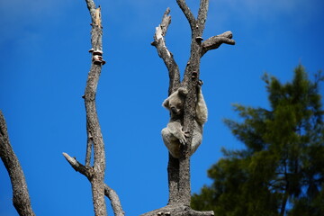 koala in the tree