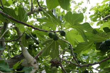 Close up green Ficus Carica plant, a species of small tree in the flowering plant family Moraceae, native to the Mediterranean region