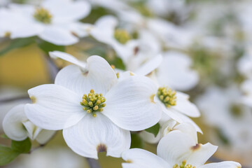 flowering dogwood