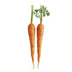 Two Fresh Carrots with Greenery