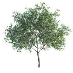 Green Tree Isolated on Black Background