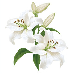 Fototapeta premium White Easter lily flowers with green leaves and buds