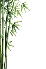 Green Bamboo Stalks And Leaves On White Background