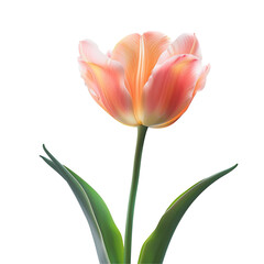 Naklejka premium A Single Pink and Orange Tulip