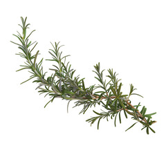 Fototapeta premium Rosemary Sprig