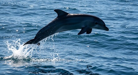 Obraz premium Dolphin Leaping From Ocean Water Surface with Splashes in Sunlight