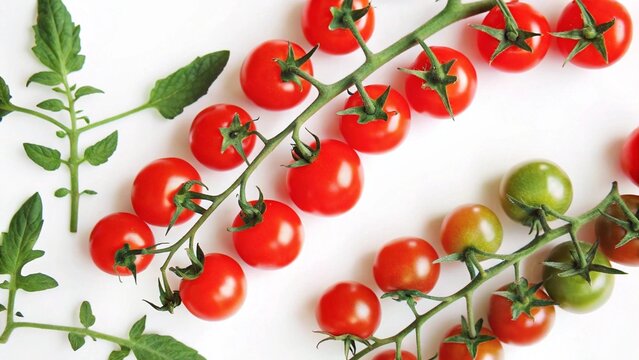 branch of cherry tomatoes. cherry tomatoes on a branch. red cherry tomatoes.
