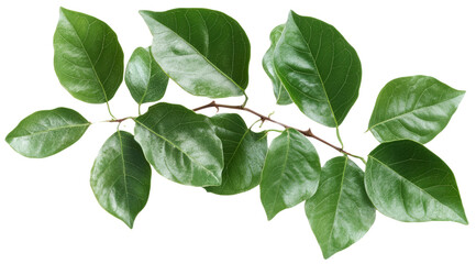 Fototapeta premium Fresh Green Foliage Isolated