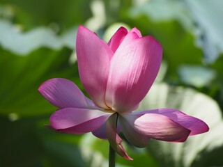 蓮　咲き始めの蓮の花