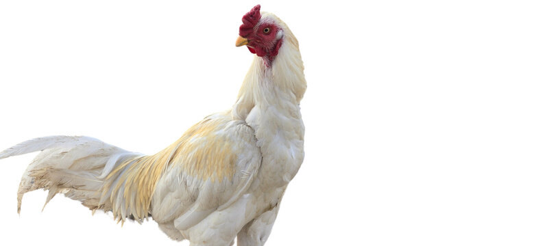 Asil Gamecock PNG Isolated on Transparent white background