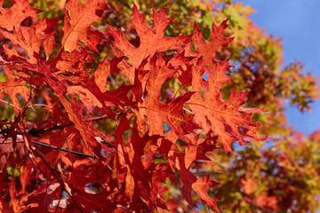 Red Fall Season Leaves and Blue Sky