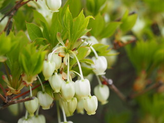 Obraz premium 春の花 ドウダンツツジ