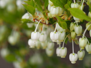 春の花　ドウダンツツジ