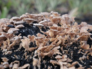 jamur grigit or Schizophyllum commune Fr. is a species of fungus in the family Schizophyllaceae, commonly known for its distinctive, fan-shaped fruiting bodies and widespread presence in tropical 