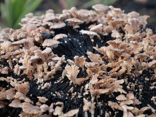 jamur grigit or Schizophyllum commune Fr. is a species of fungus in the family Schizophyllaceae, commonly known for its distinctive, fan-shaped fruiting bodies and widespread presence in tropical 