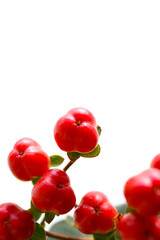 red hypericum berries isolated on a white background