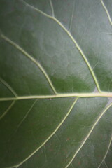Detailed Leaf Texture  Green Leaf Vein Pattern 