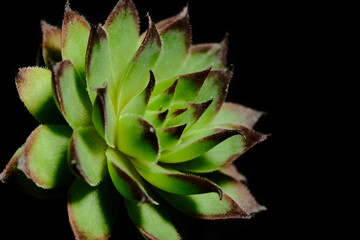 Close up, side view of Sempervivum Tectorum Var Calcareum Fire Dragon beautiful flower in green and...