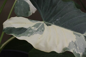 Alocasia Macrorrhizos Variegata Unique Alocasia Leaf Pattern 