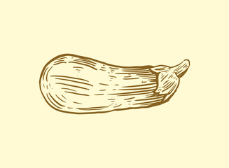 Illustration of an Fresh Vegetables Eggplant Handdrawn