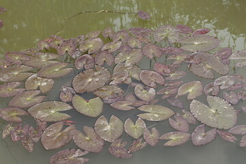 Water Lily Pads on Pond Lotus Leaves on Water