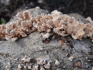 jamur grigit or Schizophyllum commune Fr. is a species of fungus in the family Schizophyllaceae, commonly known for its distinctive, fan-shaped fruiting bodies and widespread presence in tropical 