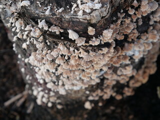 jamur grigit or Schizophyllum commune Fr. is a species of fungus in the family Schizophyllaceae, commonly known for its distinctive, fan-shaped fruiting bodies and widespread presence in tropical 