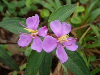 The pink flower is a delicate and vibrant blossom found in the wild, often growing in dense clusters. Its petals are soft, ranging in shades from light blush to a deeper, rich magenta. The flower emit