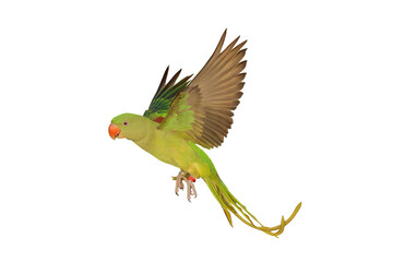 Colorful flying Alexandrine parakeet parrot isolated on transparent background png file