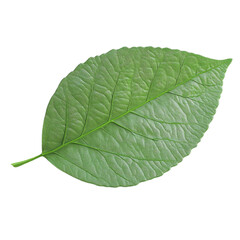 Obraz premium A Single Green Leaf Detailed Texture Nature Beauty