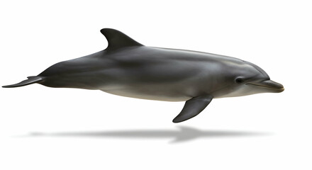 Obraz premium Isolated Bottlenose Dolphin Swimming on White Background for Marine Concepts
