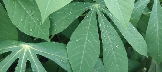 Fototapeta premium Green cassava leaf surface background and raindrops
